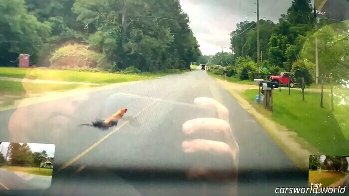 Cybertruck with FSD Hits a Chicken and Continues on Its Way as If Nothing Occurred | Carscoops